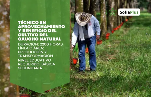 Carrera Técnico en Aprovechamiento y Beneficio del Cultivo del Caucho Natural SENA Sofia Plus