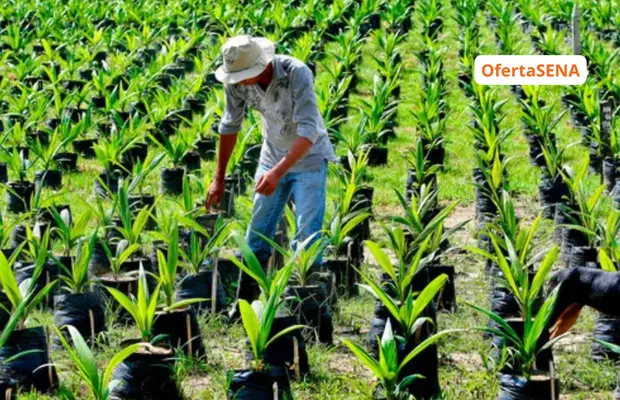 Perfil Profesional Técnico en Cultivo y Cosecha de la Palma de Aceite SENA