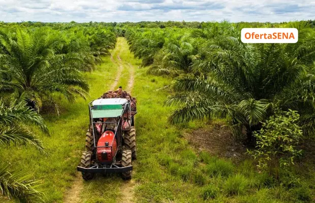 Técnico en Cultivo y Cosecha de la Palma de Aceite SENA